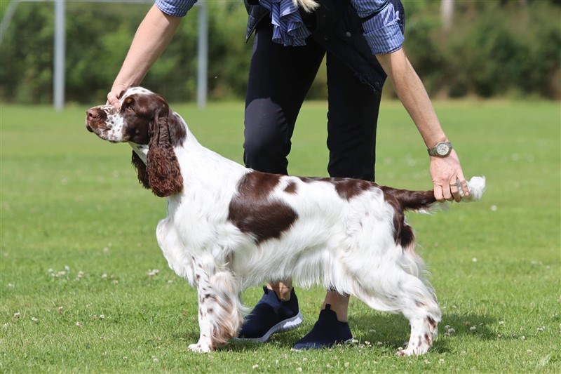 Ch Sieger's Easter Parade
"Malou"