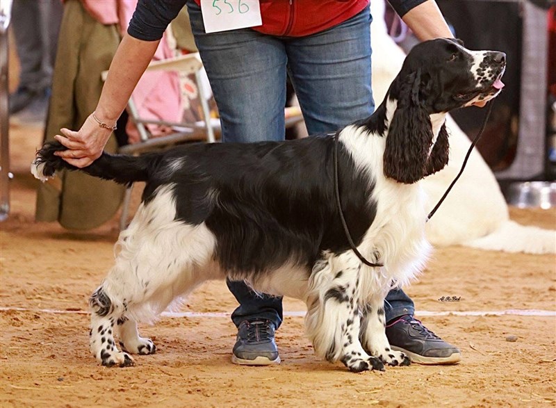 Dexbenella It's Only Me
"Burton"