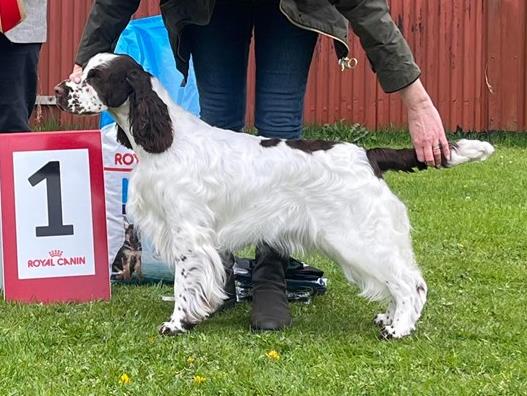 Ch Sieger's Walk and Talk
"Meghan"